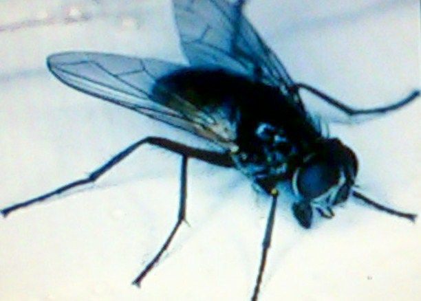 si, las moscas, sus larvas provocan MIASIS, padecimiento,  altamente agresivo, causa necrosis y destrucción rápidamente, ulcera, y muerte.